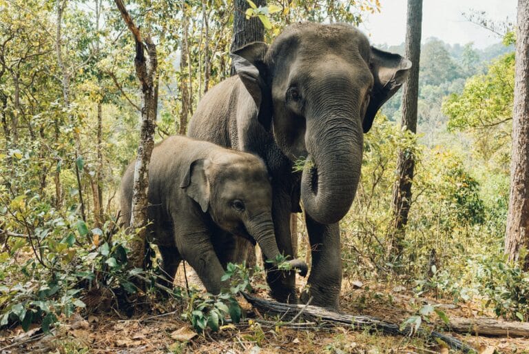 Residential Programme | Elephant Orphanage